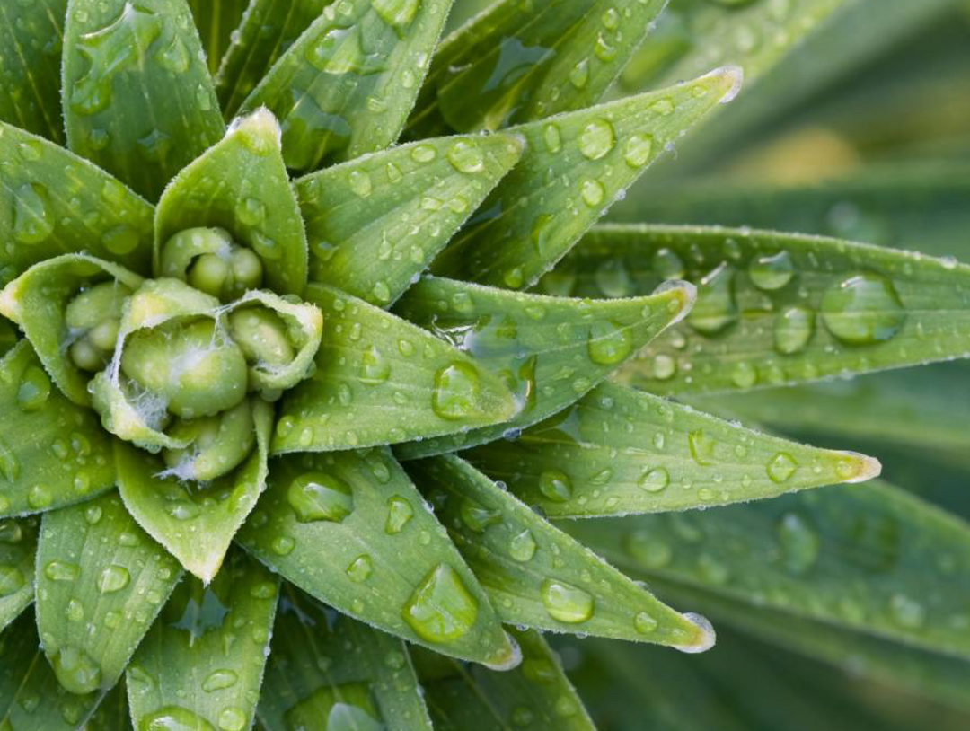 What is your Ayurveda Dosha?